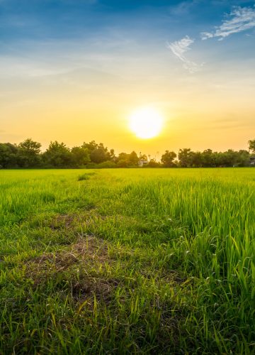 Paddy rice field green grass on beautiful sky sunset background